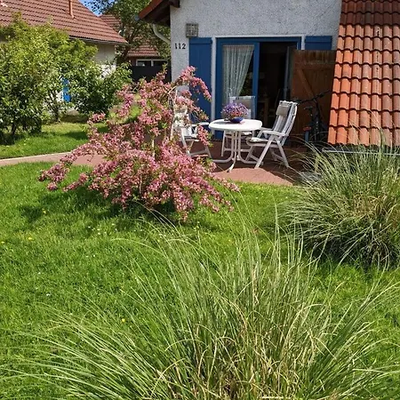 Swede * Schillig